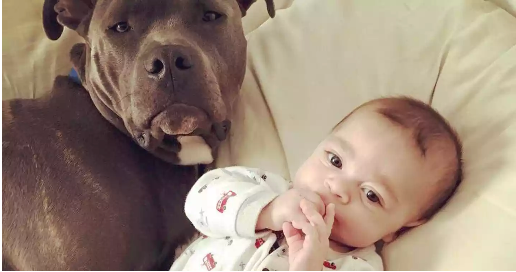 25 Photos Of Why Every Baby Needs A Pitbull Babygaga