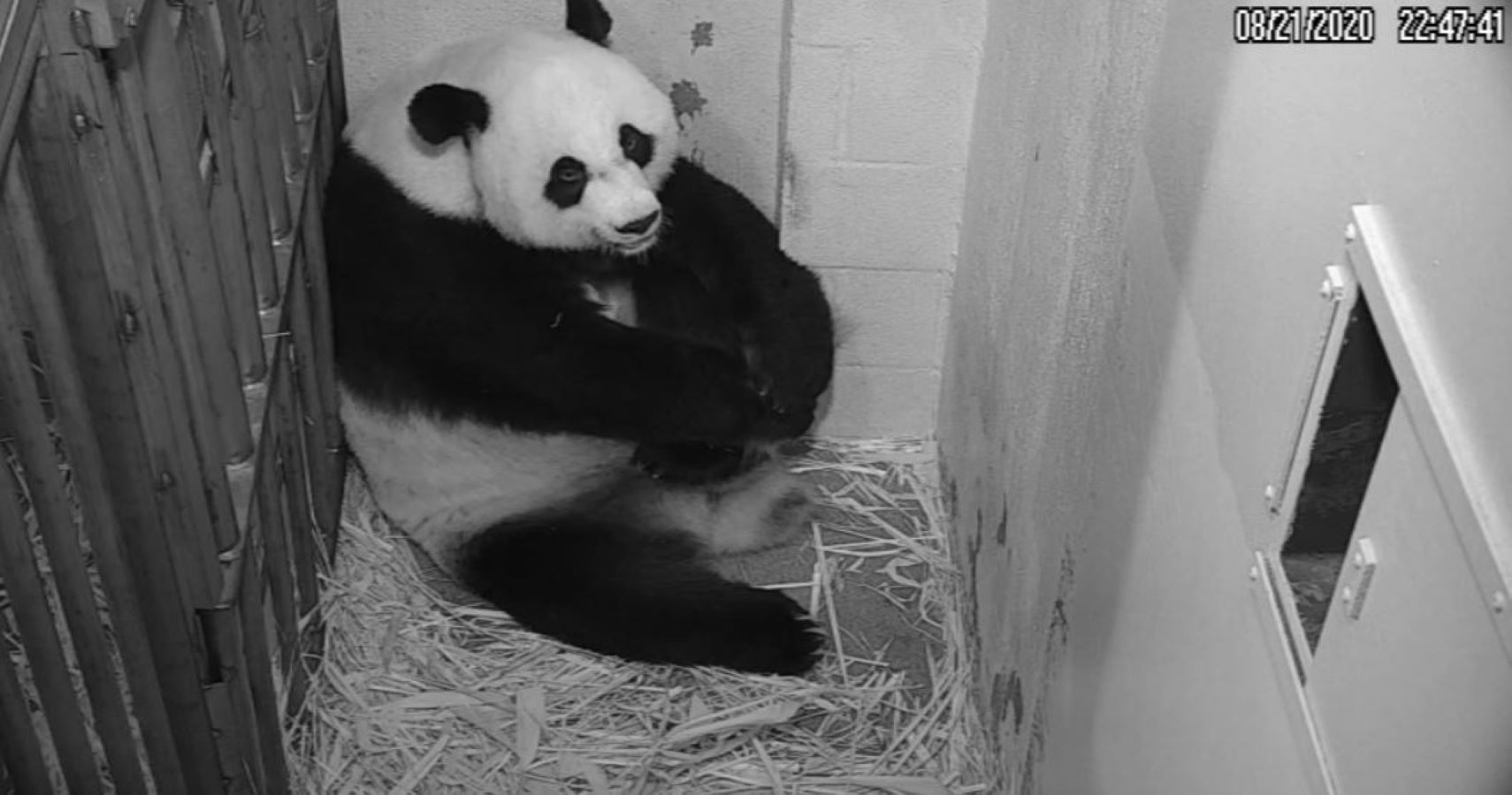 Washington Zoo Panda Gives Birth To Cub | BabyGaga